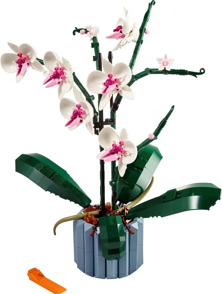 Orchid 10311